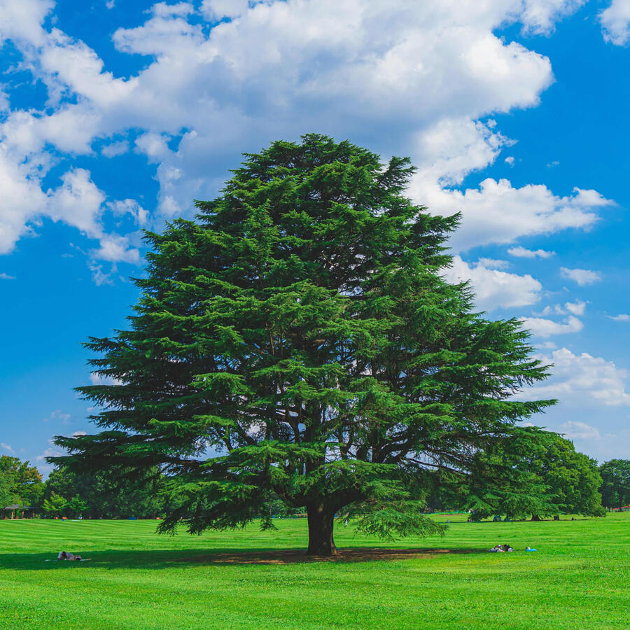 Large Tree In a Field